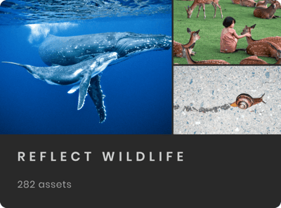 Reflect_Wildlife-Card