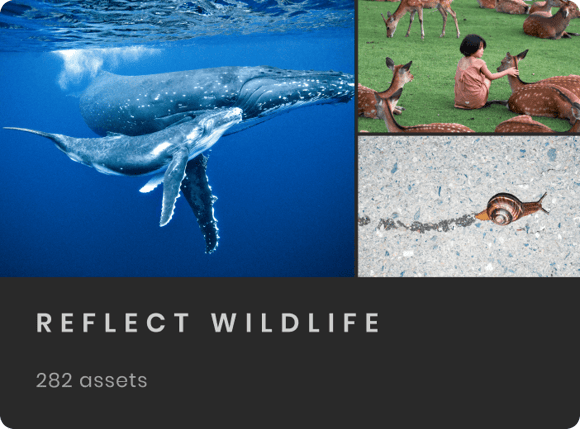 Reflect Wildlife gallery