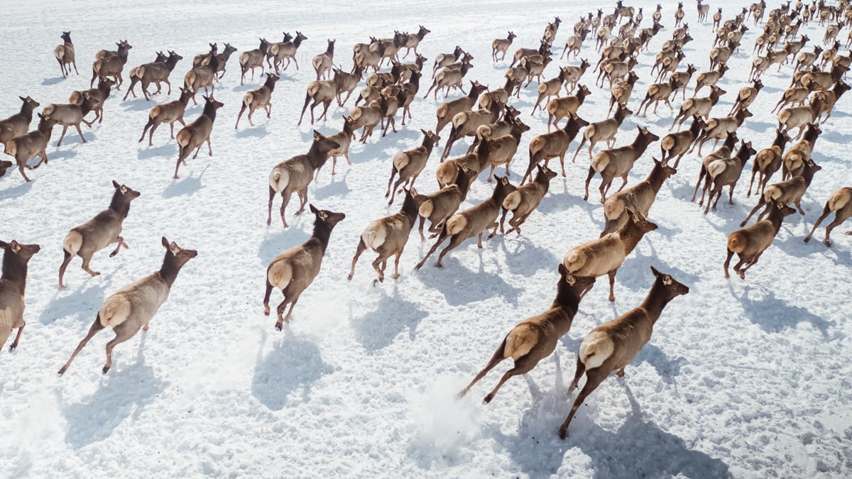 Elevated view of large group of elk running across snow