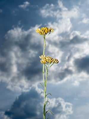 Wild flowering plant known as Helichrysum, found and photographed in the Spanish countryside in summer.