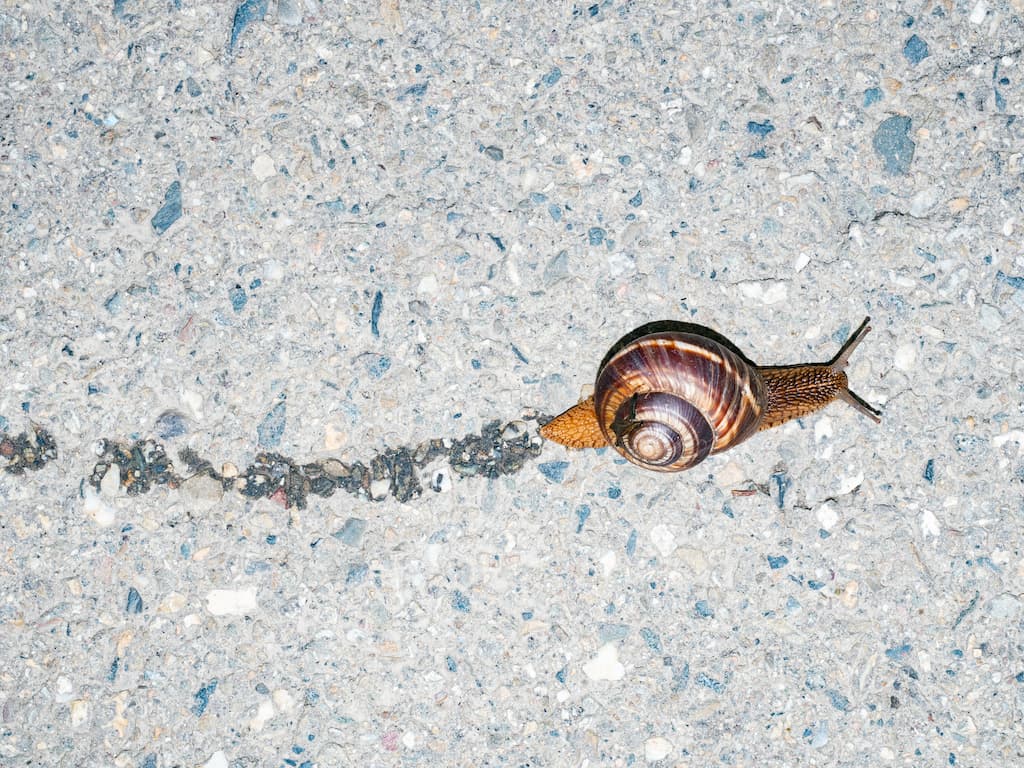 Garden Grape Snail On Asphalt