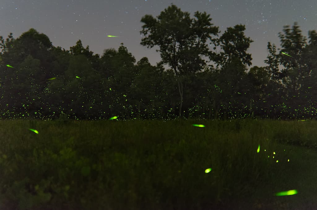 Fireflies Glow In A Field At Night