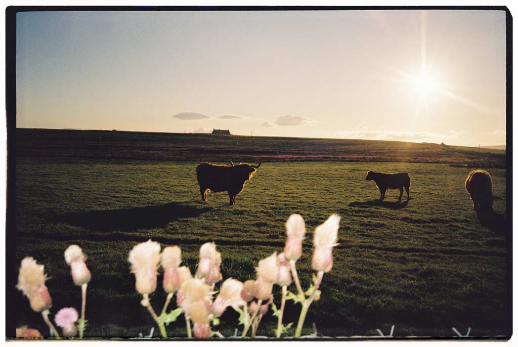 highland cows grazing in a natural area