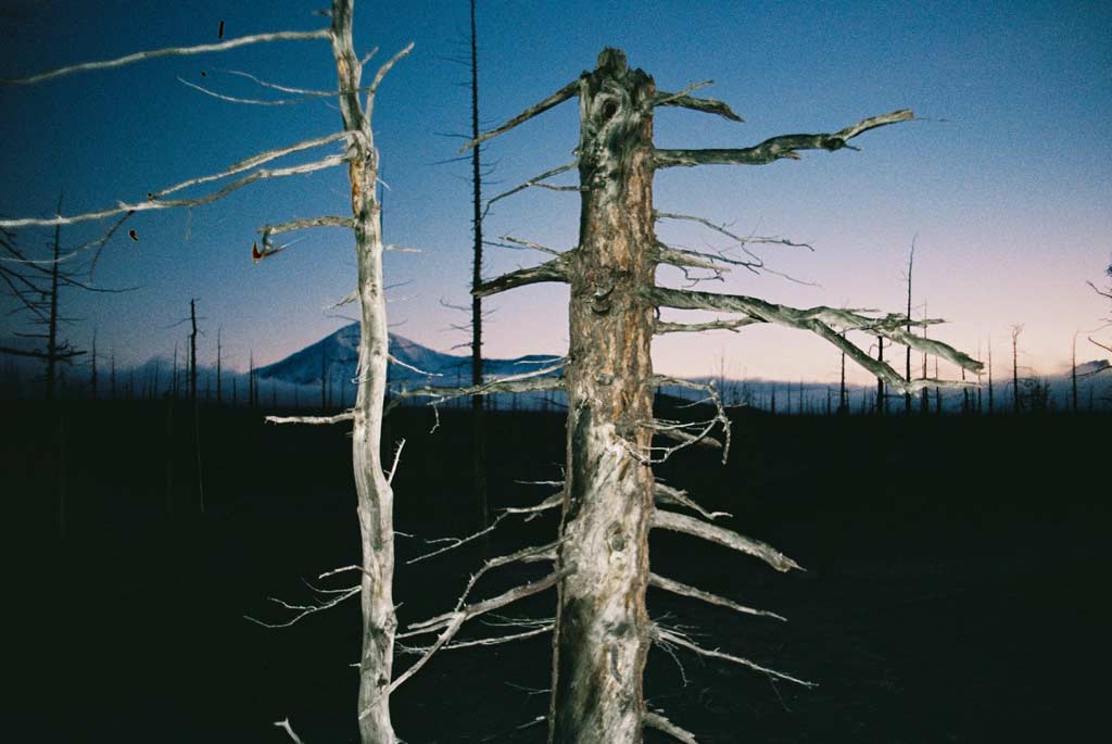 Flash photo of dry stems of dead trees in bare cold forest against the background of volcano mountain view at dawn.